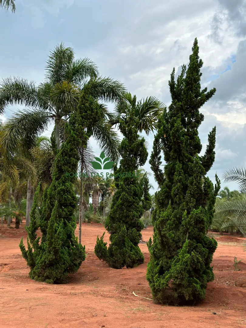 Juniperus chinensis 'Torulosa'