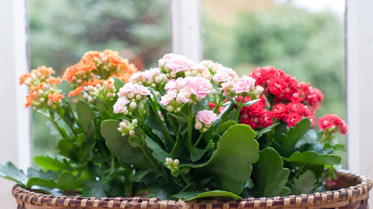 kalanchoe vs kalandiva