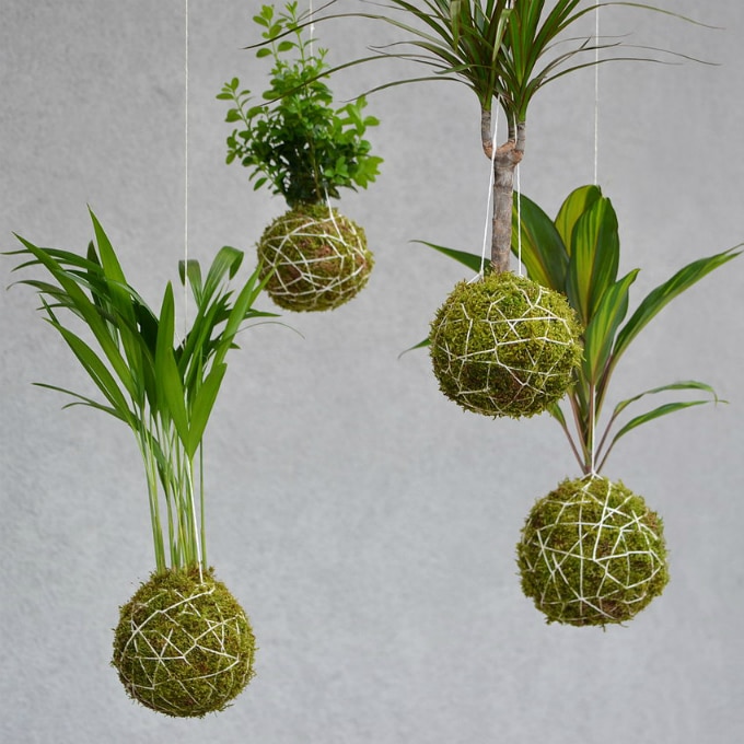 kokedama como fazer