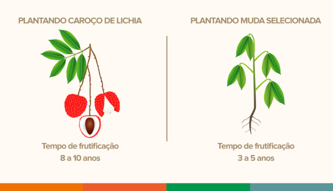 tempo para lichia dar frutos