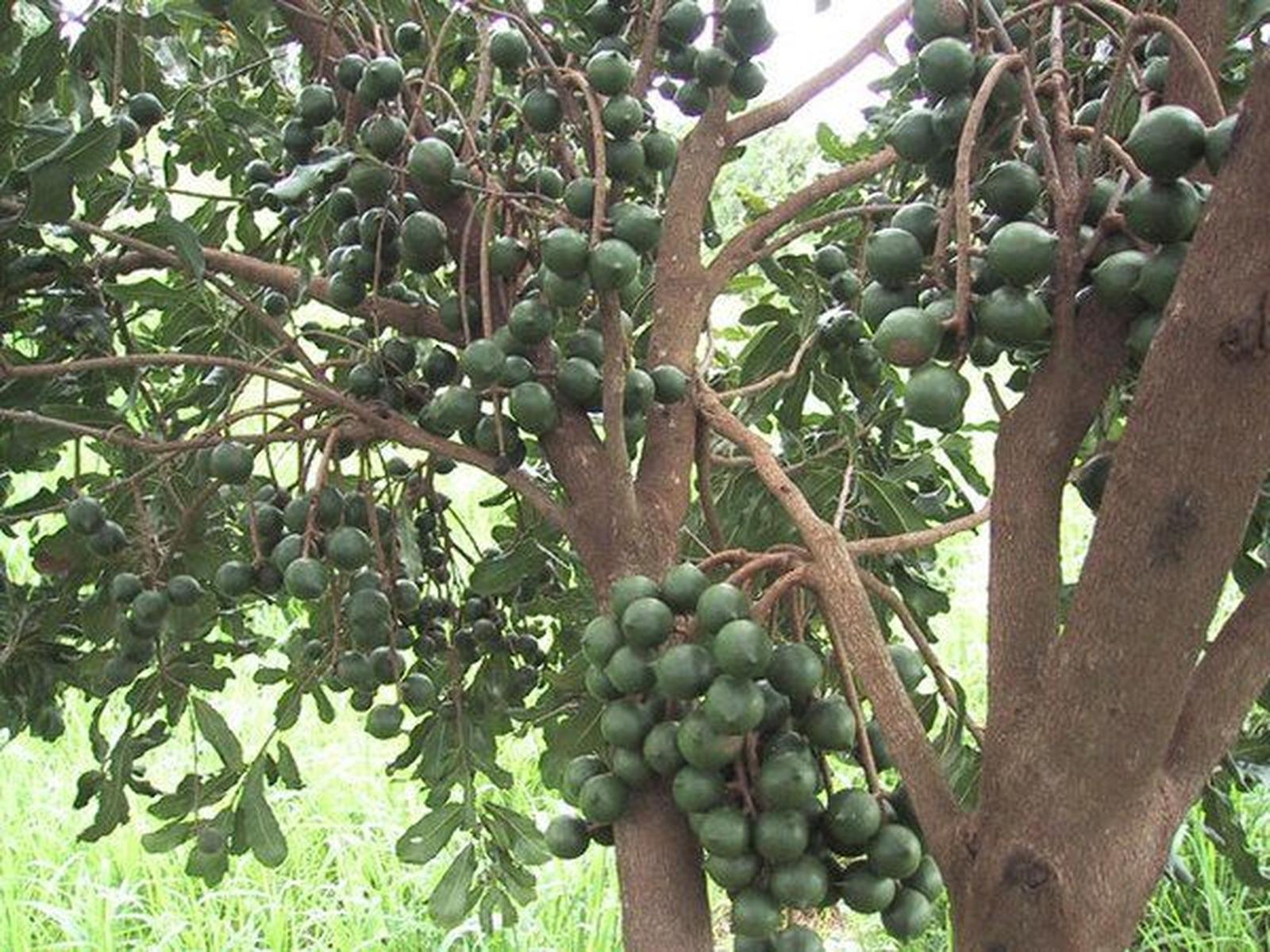 cultivo de macadâmia no Brasil