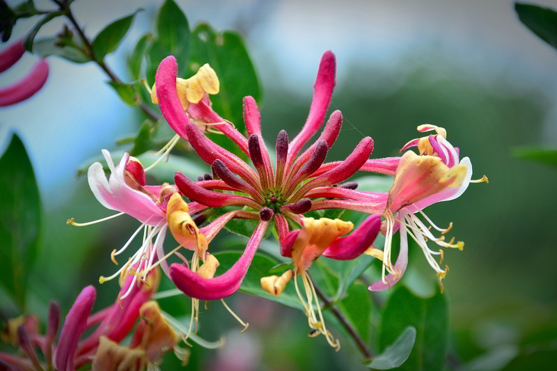 Lonicera japonica cuidados
