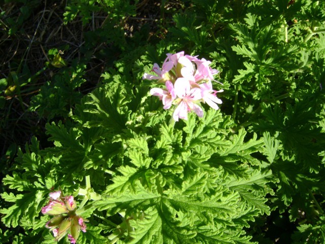 Malva-cheirosa