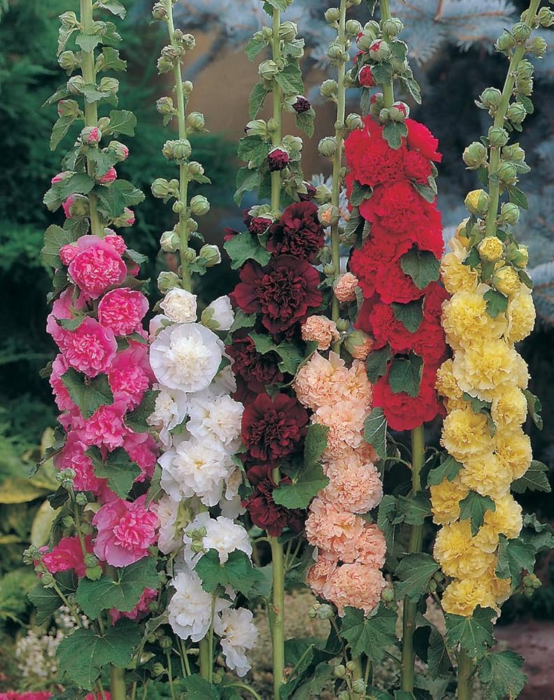 Alcea rosea