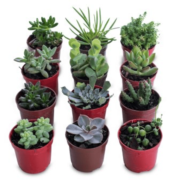 mini suculentas para lembrancinhas
