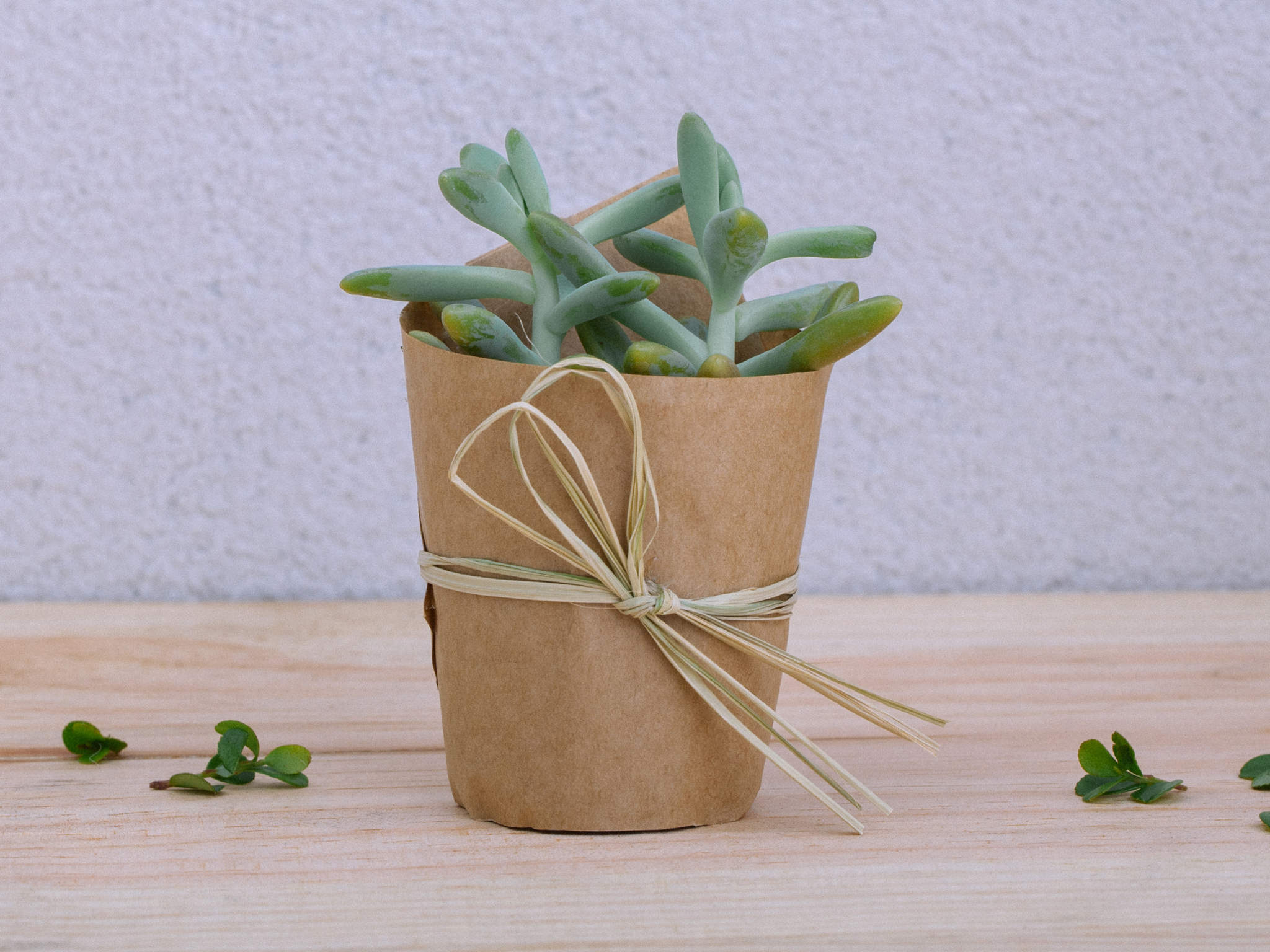 mini suculentas decoração