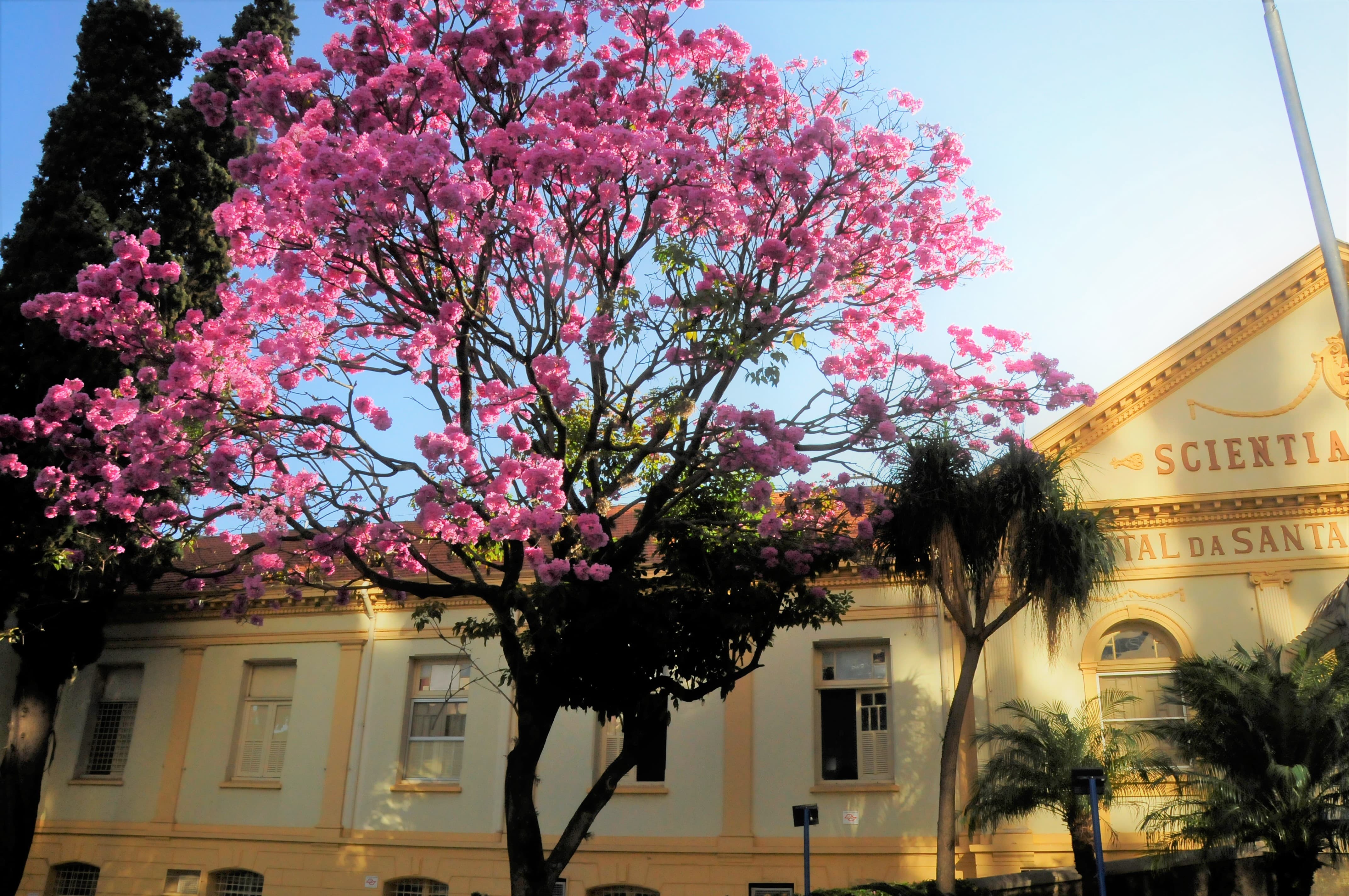 Ipê rosa causa infestação de insetos