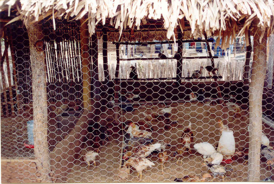 galinheiro barato