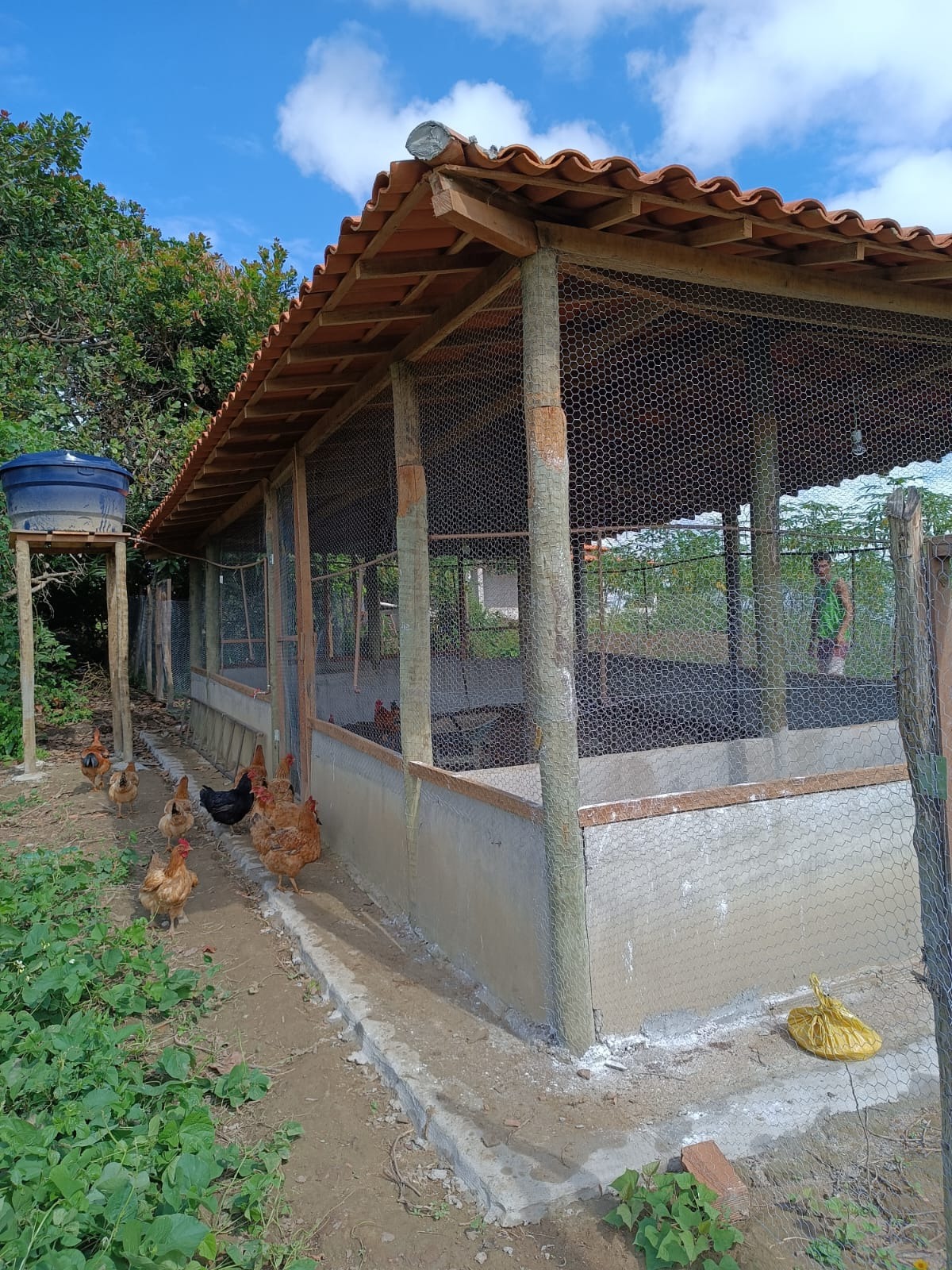 manutenção de galinheiro