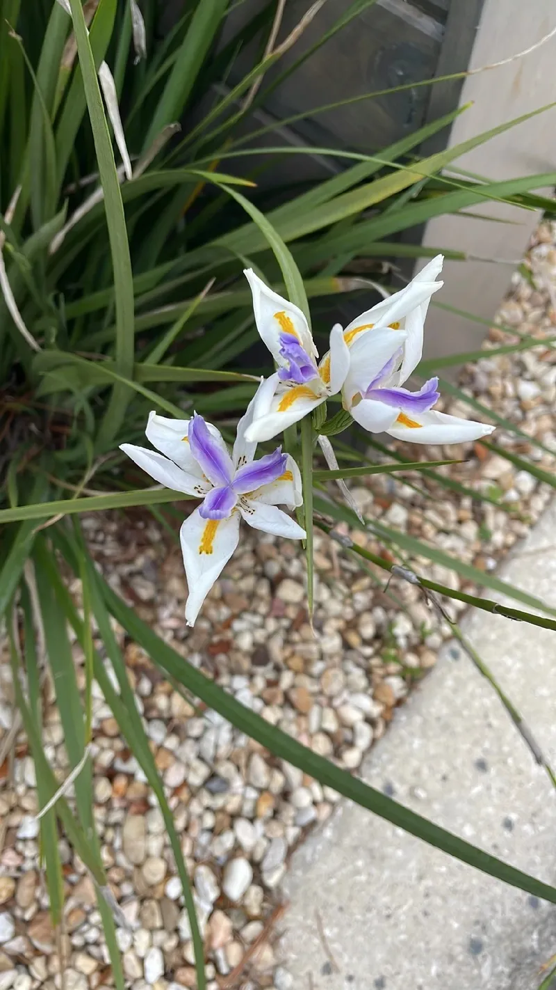 moreia branca