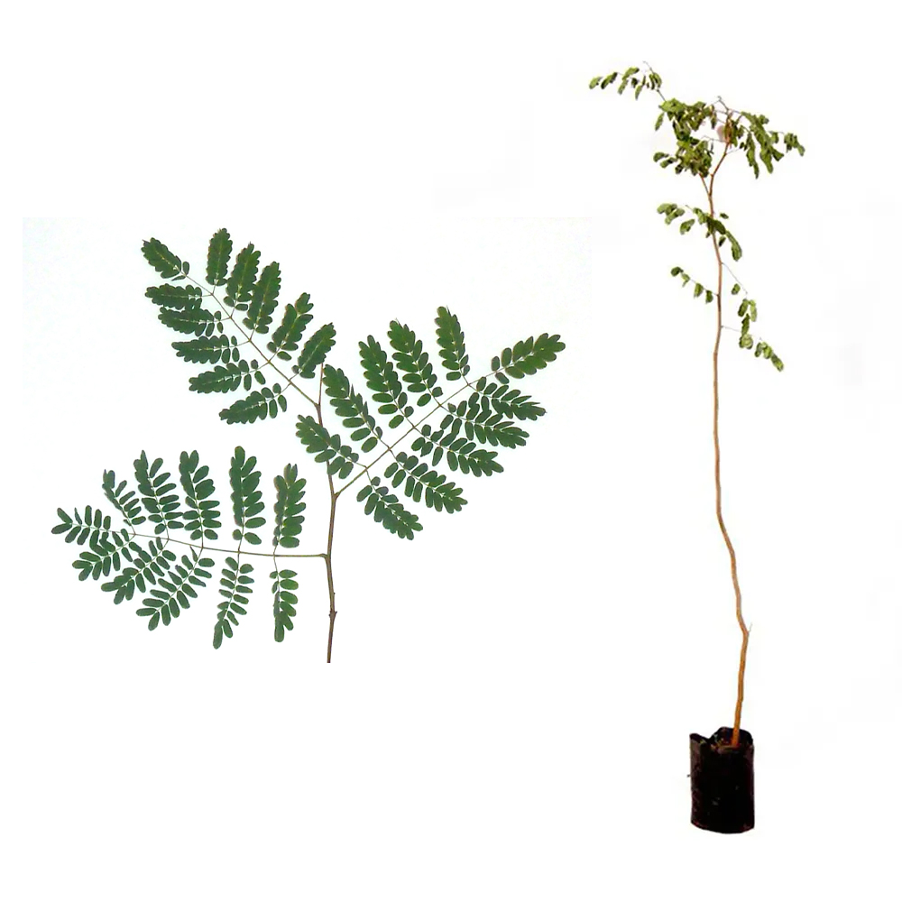 muda de planta