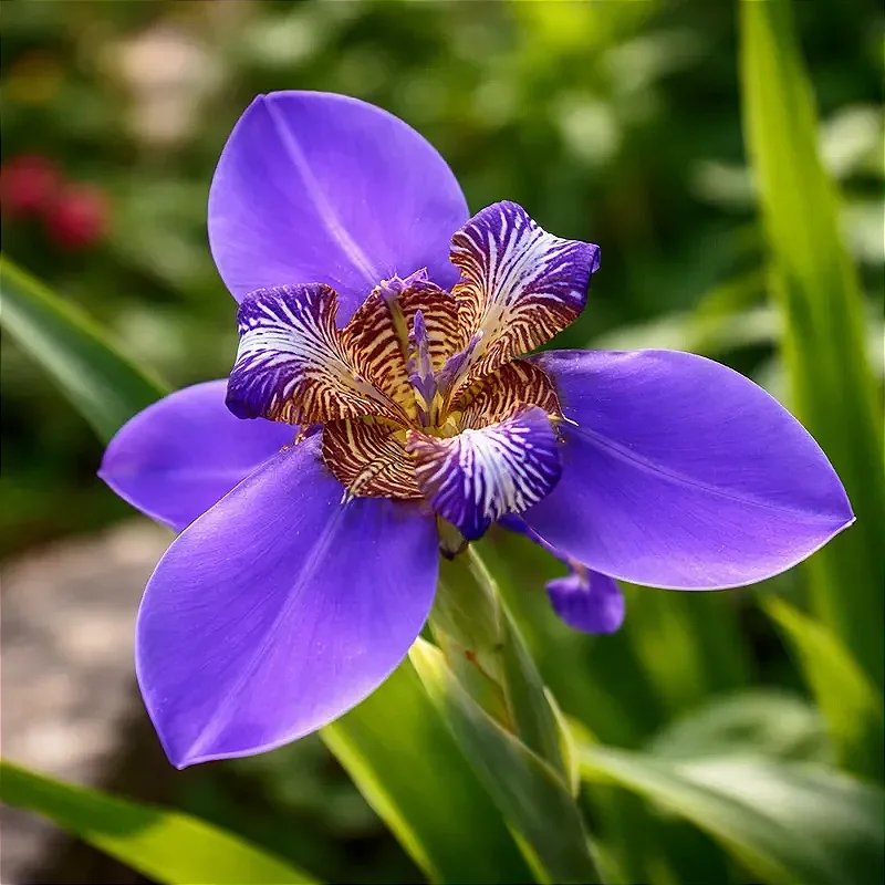 neomarica caerulea