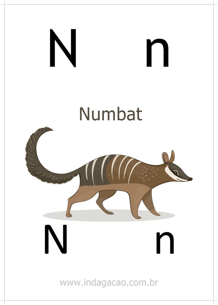 nomes de animais que começam com N