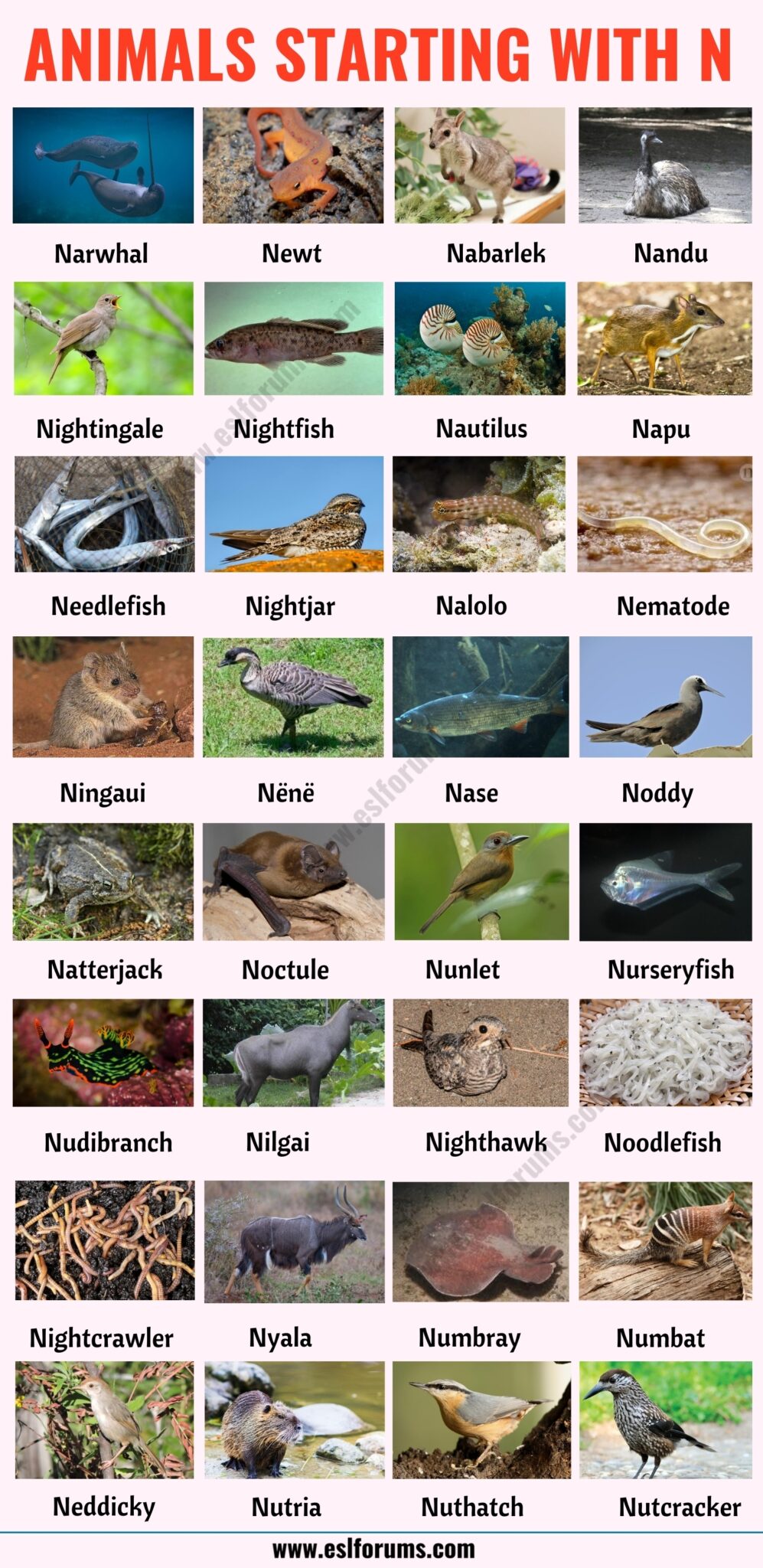 aves com N