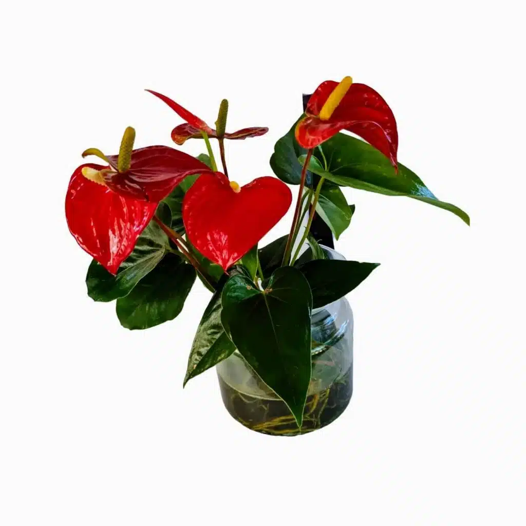 flores que começam com I