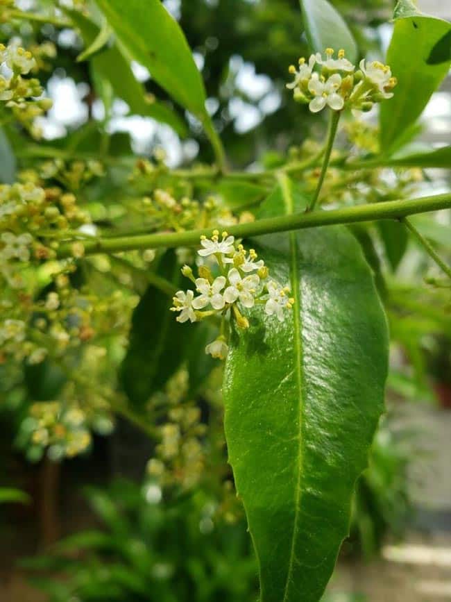 nomes de plantas com I