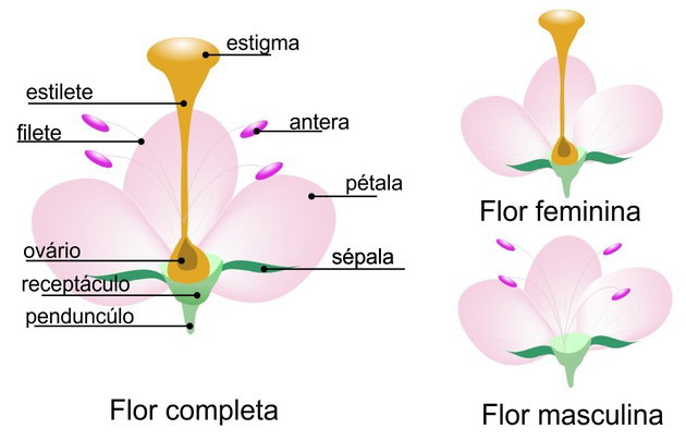 Ipê florada