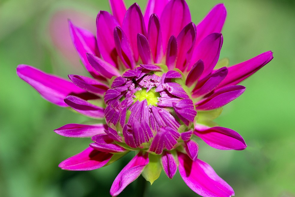 Ixia para arranjos