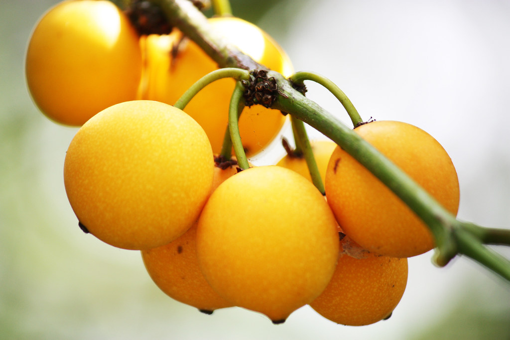 frutas comestíveis com e