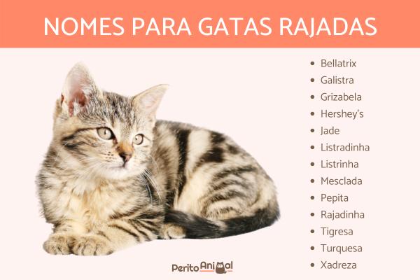 escolher nome para gato