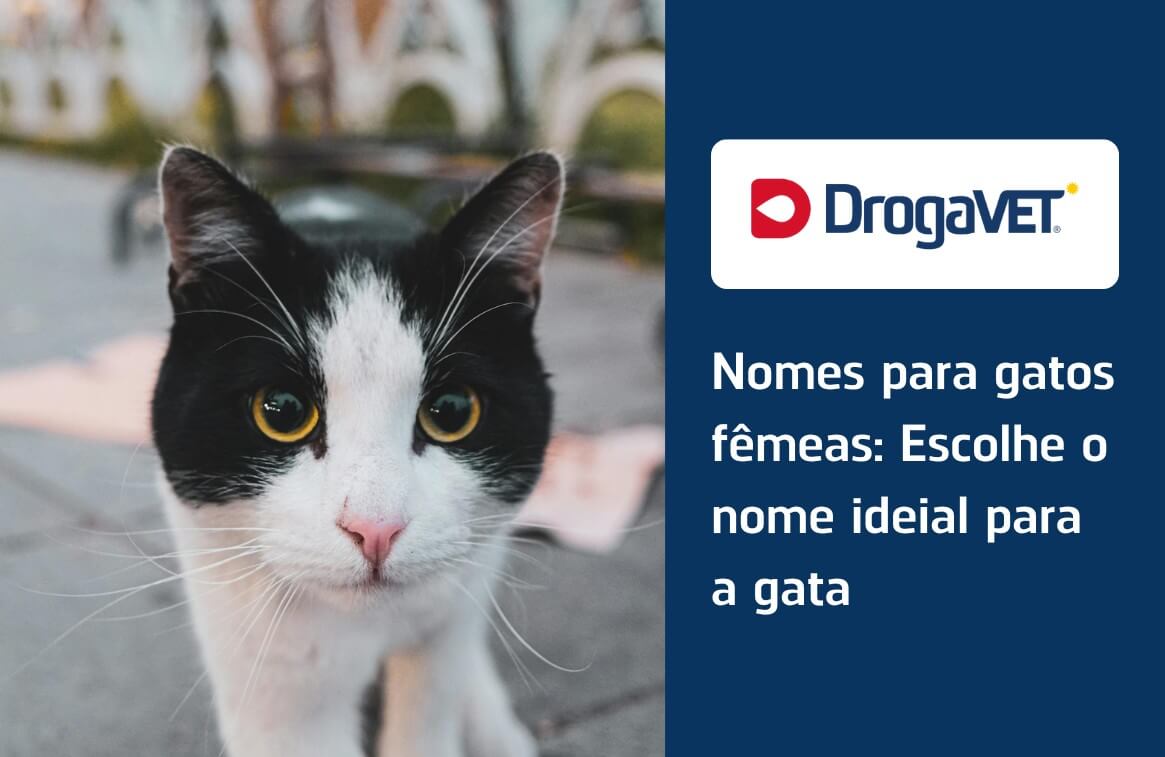 nomes de gatos populares 2026