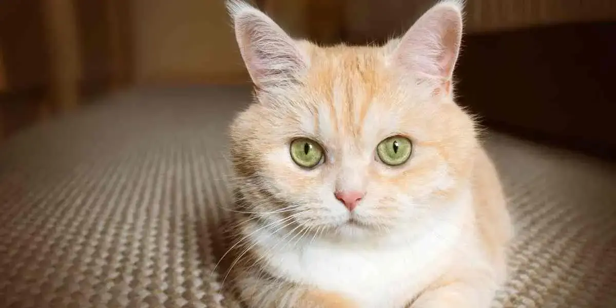nomes de gatinhos