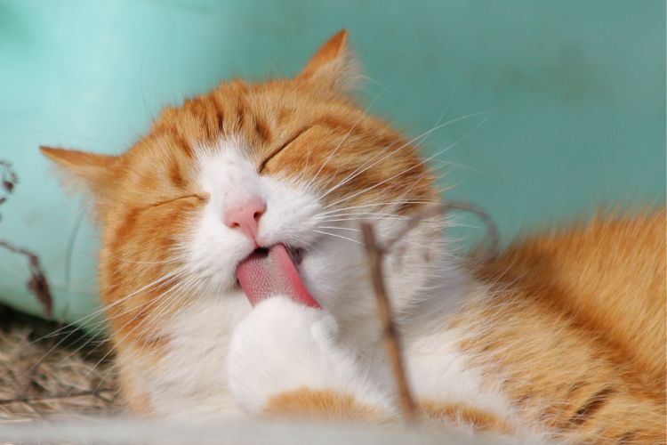 nomes criativos para gatos