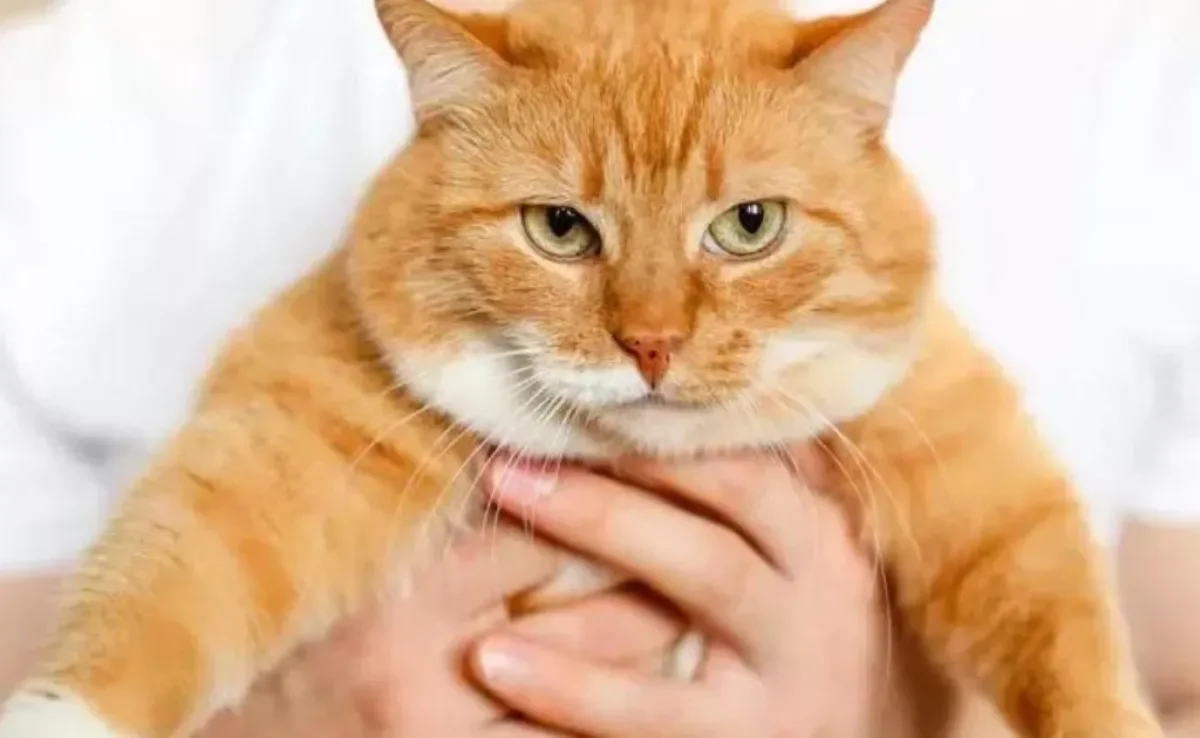 nomes fofos para gatos