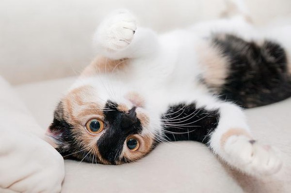 nomes para gatos machos