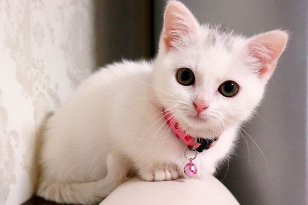 nomes de gatos por cor