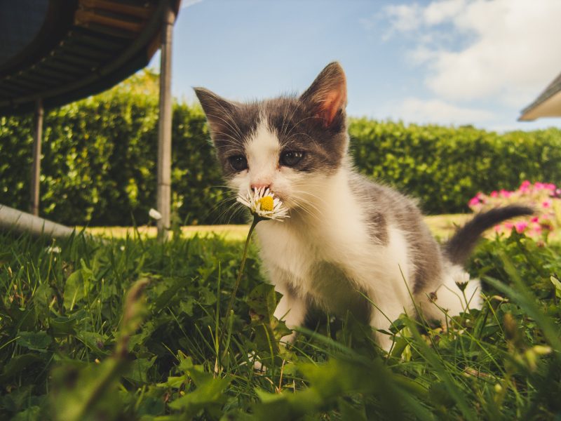 nomes de gatos famosos