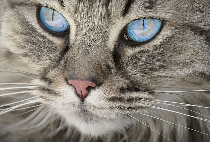 nomes de gatos diferentes