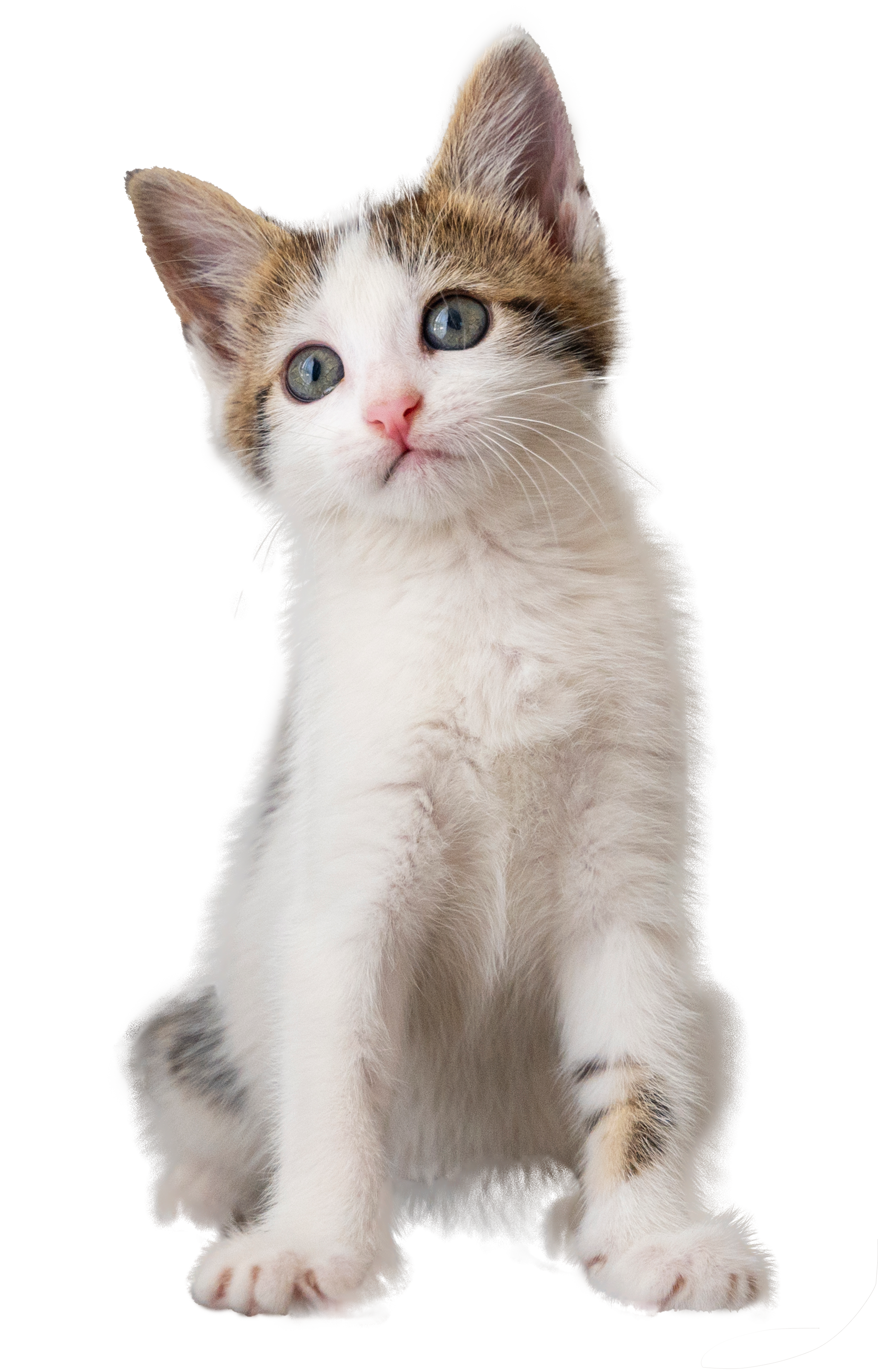 nomes de gatos por cor