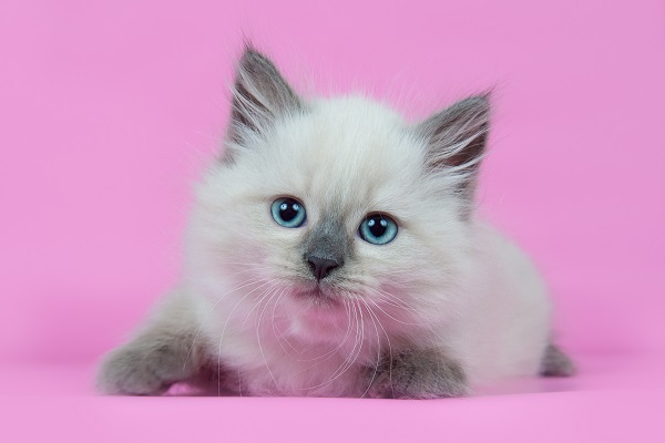 nomes de gatos famosos