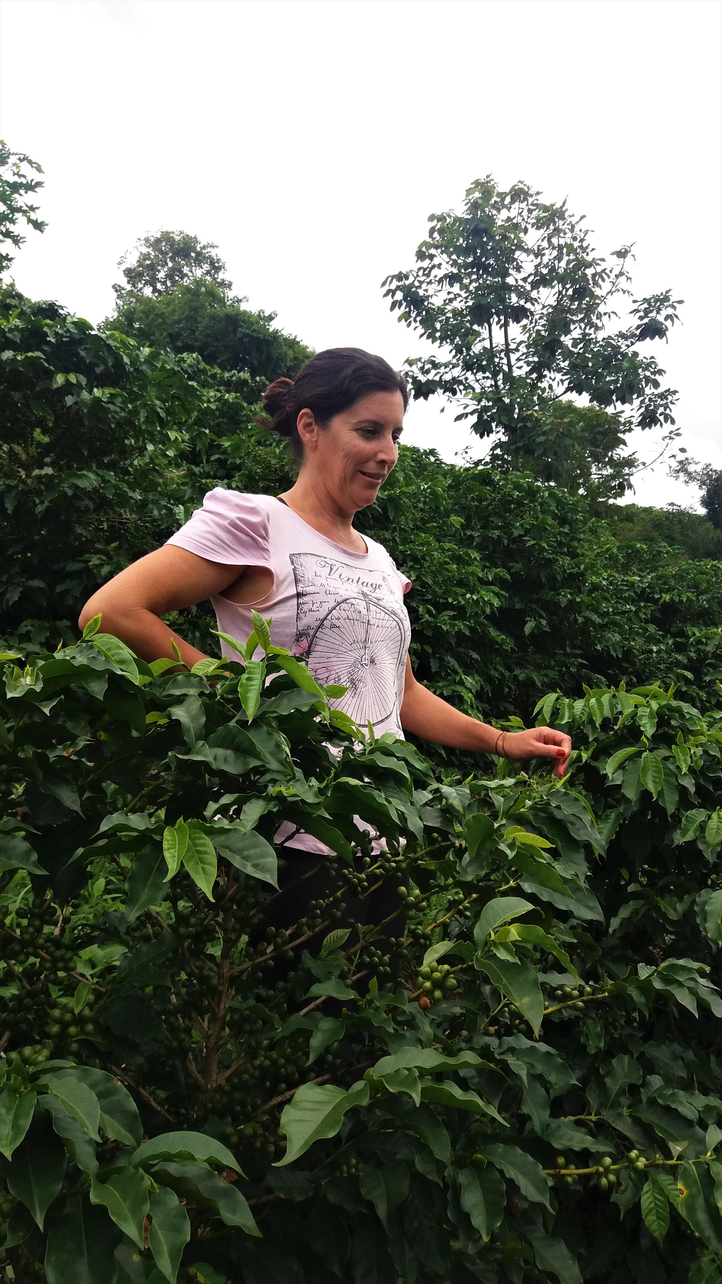 variedade arábica vs robusta