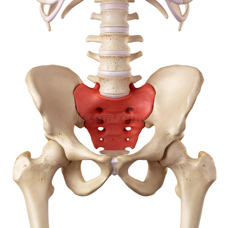 partes do corpo com s para stop