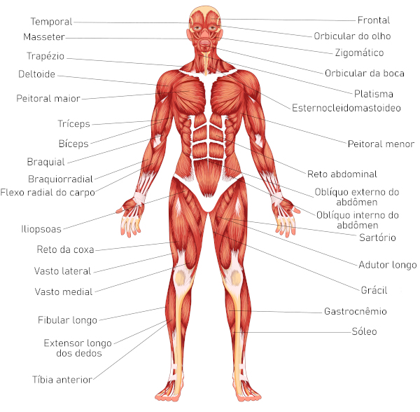 lista de palavras com s corpo
