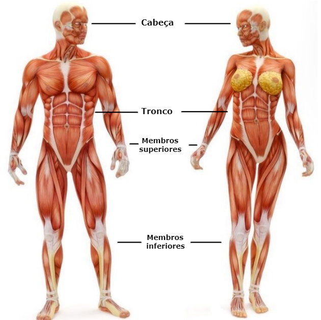 partes externas do corpo com s