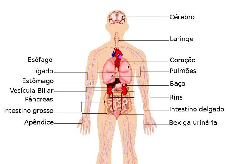 terminologia médica com s