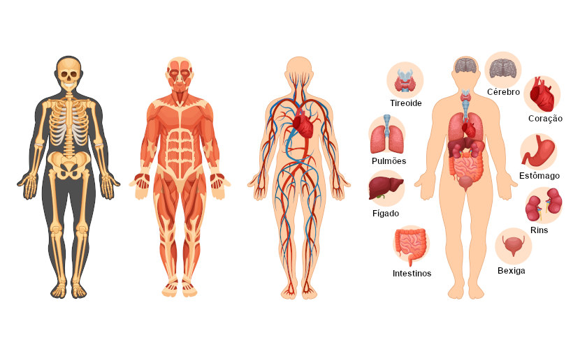 partes do corpo humano letra s