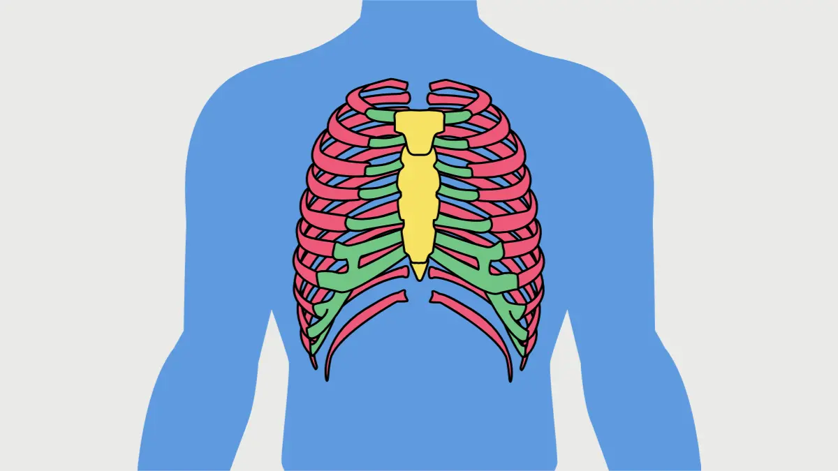 anatomia com s