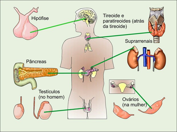 partes externas do corpo com s