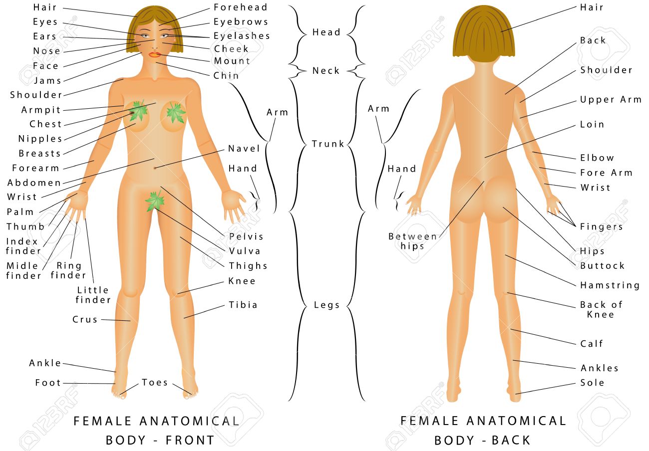 partes externas do corpo com s