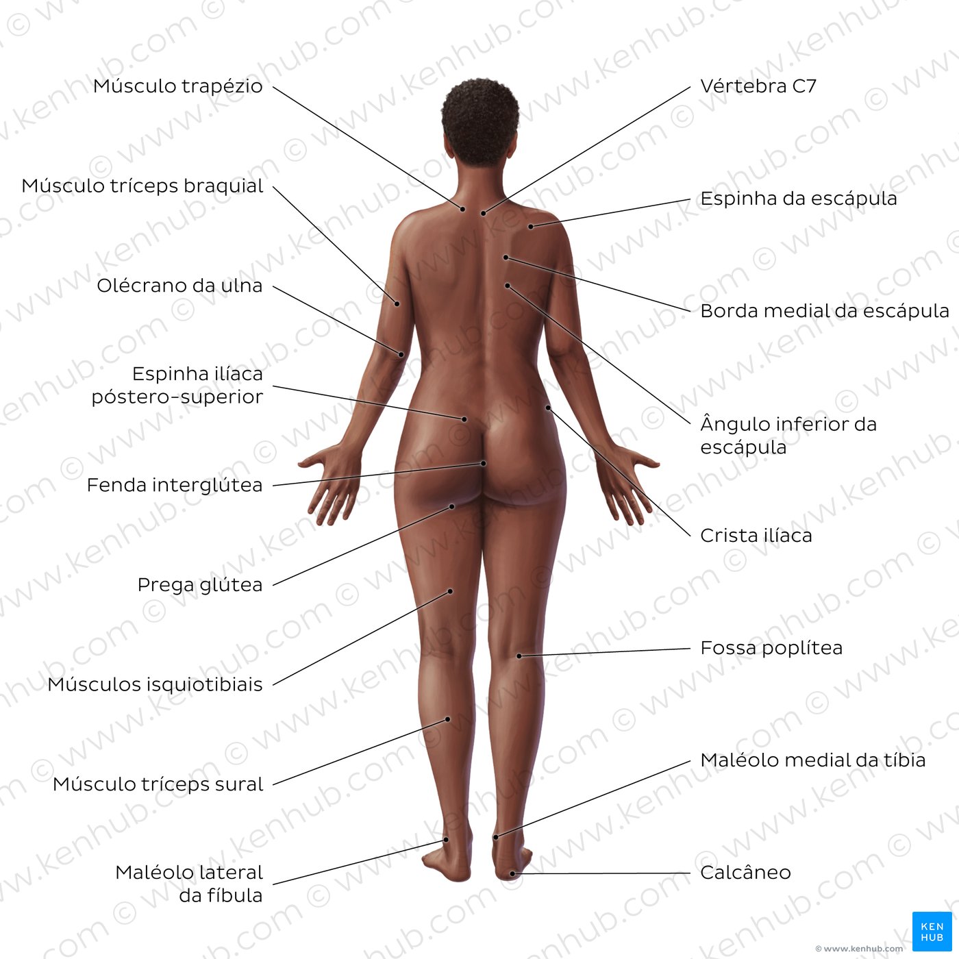partes do corpo com s para stop