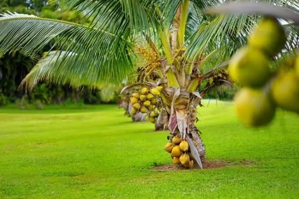 coqueiro anão como plantar