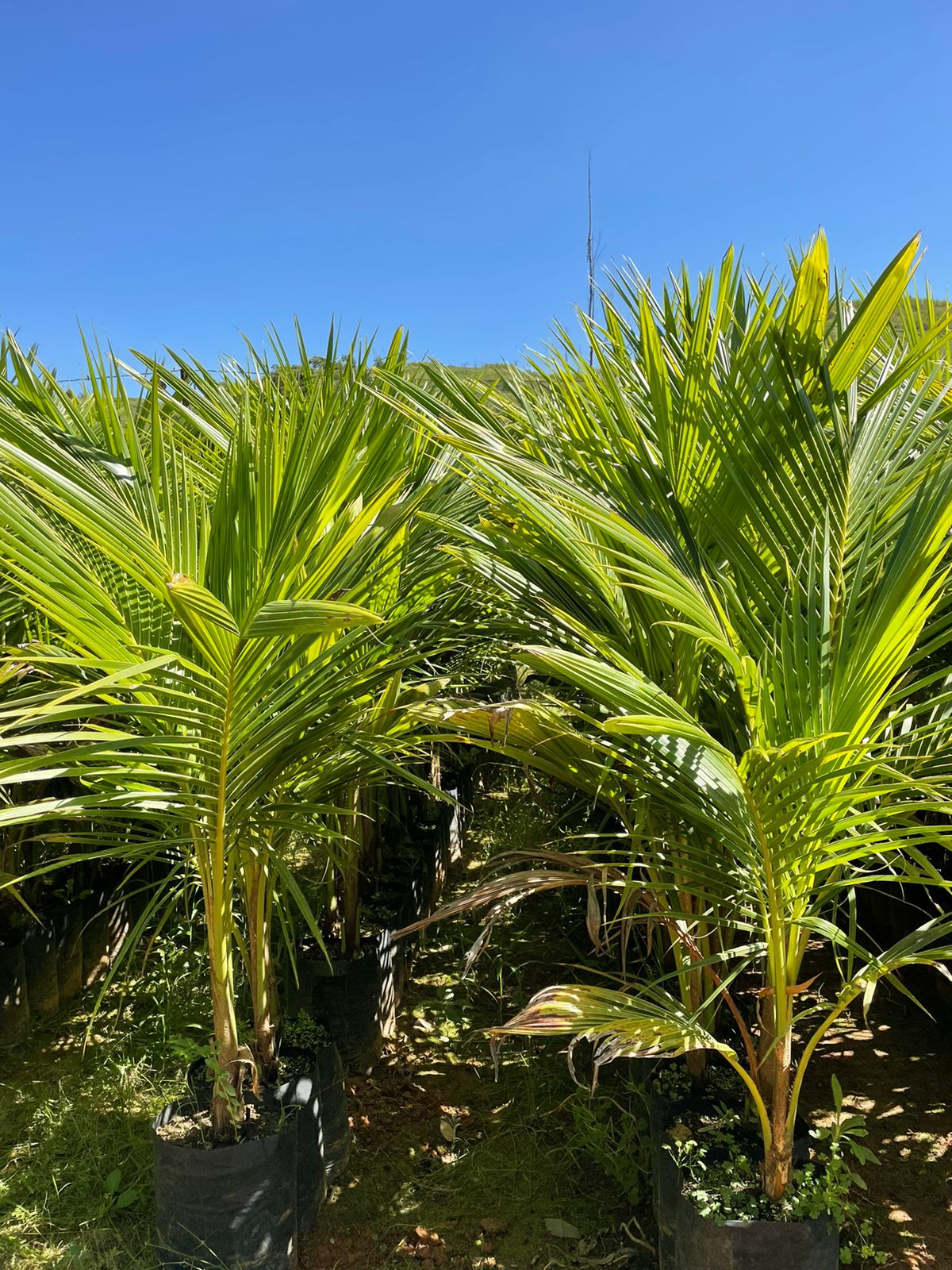 coco anão verde