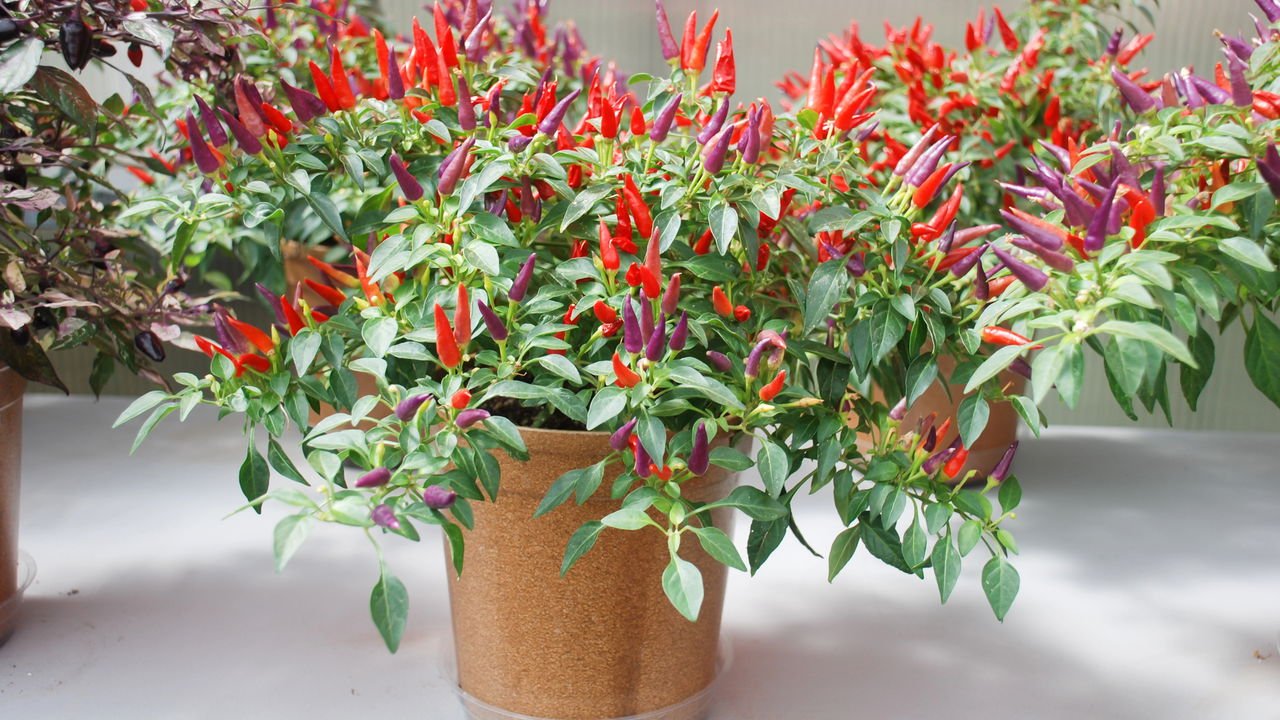 como plantar pimenta malagueta