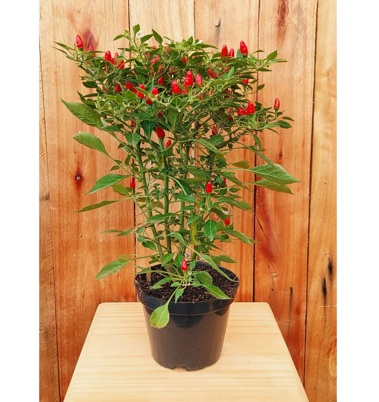 cultivo de pimenta em vaso