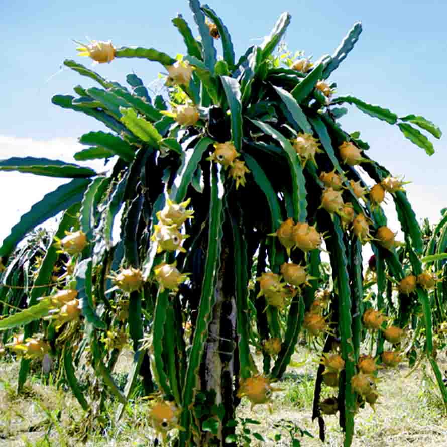 pé de pitaya amarela como plantar
