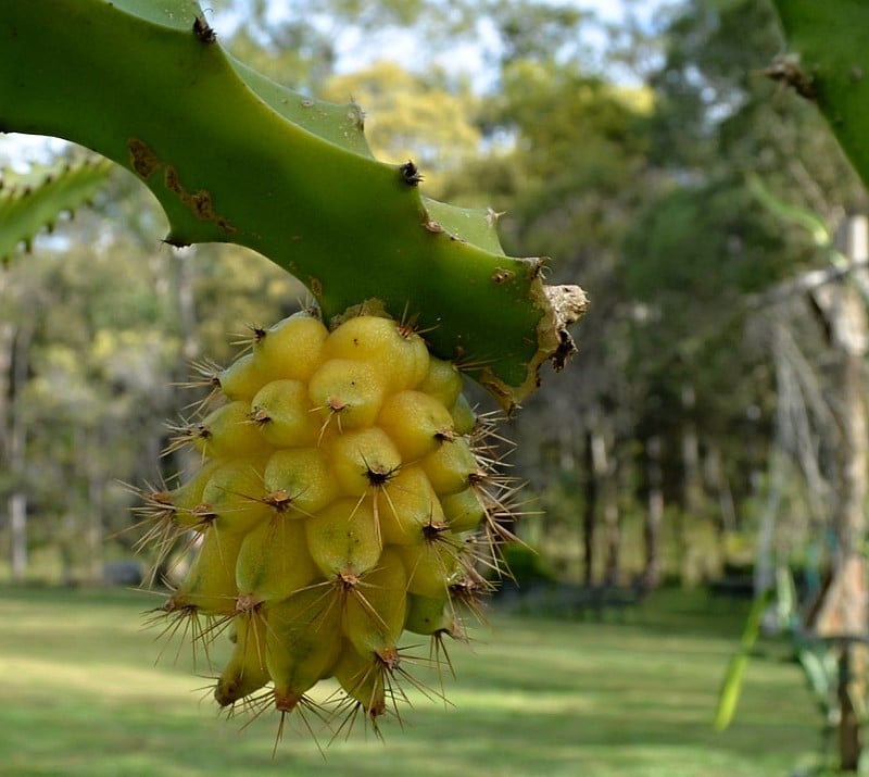 pitaya amarela benefícios